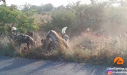 Схватку собак и гиен сняли на видео