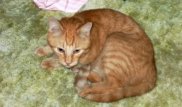 Пропал после урагана. Кот вернулся к хозяину через 14 лет