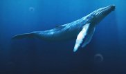 Ученые выяснили, что заставило китов стать самыми большими животными