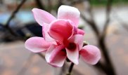 Магнолия зацвела на обновленных улицах Алматы