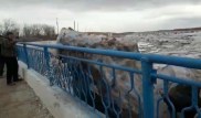 Движущиеся глыбы льда на Сырдарье сняли на видео: ДЧС пытается снизить уровень воды
