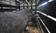 Бегемоту Джамбо из алматинского зоопарка привезли невесту из Франции