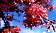 Карту пыльцы для аллергиков в Казахстане разработал Яндекс