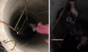 Студенты спасли бездомного пса из 5-метрового колодца в Карагандинской области