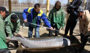 Самца белуги весом в центнер выловили в Атырау для разведения