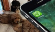 "Щенки мастифа бесплатно". WhatsApp-рассылку прокомментировал эксперт