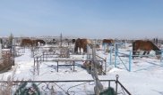 Лошади разгуливали по кладбищу в Костанае: хозяина наказали