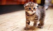 Котенок официально стал офицером полиции в США