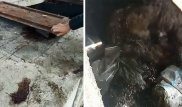 Кровавое видео с трупами собак в Талгаре объяснили в акимате