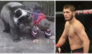 Фанатов восхитило, как девятилетний Хабиб вступил в схватку с медведем