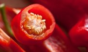 Врачи рассказали о последствиях потребления самого острого перца в мире