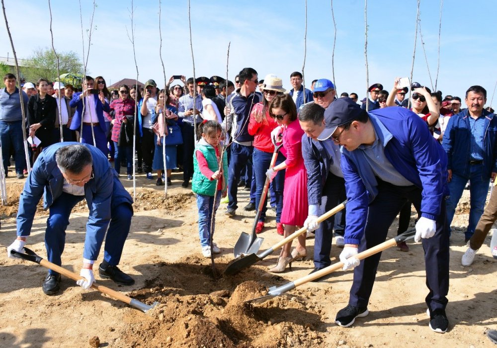 В Шымкенте посадили 80 тысяч фруктовых деревьев