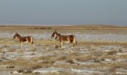 9 краснокнижных куланов выпустили на свободу в Костанайской области