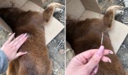 "Стреляли дротиками в собак прилюдно": карагандинцы жалуются на незаконный отстрел
