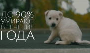 "Возьми меня домой". Трогательный ролик о бездомных животных записали в Астане