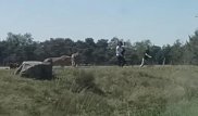 Гепарды напали на семью туристов в Голландии