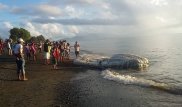 Неизвестного морского монстра вынесло на пляж Филиппин