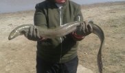Диковинную рыбу выловили в реке Жайык