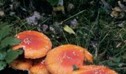 15 скончались и тысяча человек пострадали от отравления грибами в Иране