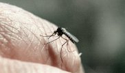 Как комариные укусы влияют на иммунитет, выяснили ученые