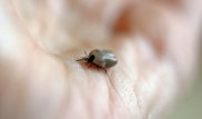 Как обнаружить клеща и не дать себя укусить