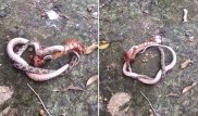 Схватка змеи с гигантской многоножкой попала на камеру