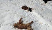 В Кыргызстане массово гибнет скот из-за снегопадов
