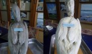Музей Киева обнаружил в чучеле пеликана 178-летнюю записку