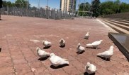 Хорошая примета. В центре Алматы заметили стаю белых голубей
