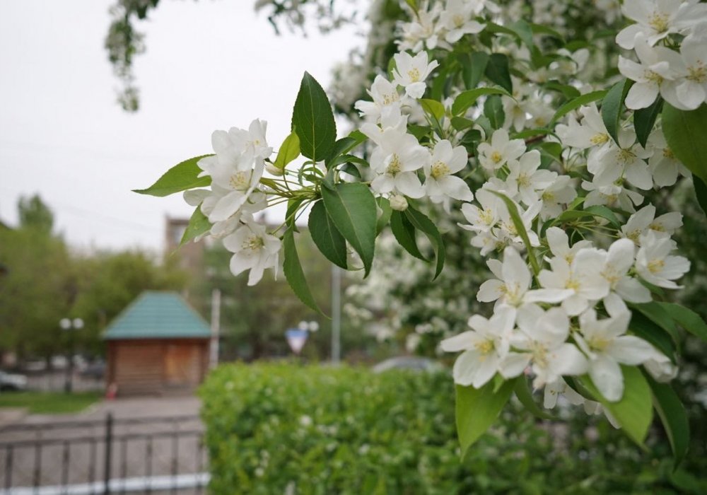 Яблоня агроном