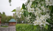 В Астане зацвели яблони