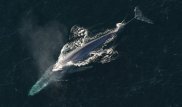 Синий кит впервые в истории появился в Красном море