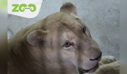 Львицу Симбу усыпят в зоопарке Алматы