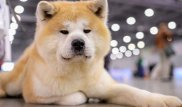 Собаки станут источником новых эпидемий гриппа - ученые
