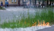 Об опасности тополиного пуха предупредили астанчан