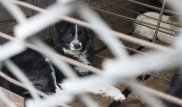 Шокирующие кадры сняли в шымкентском отлове для бродячих животных