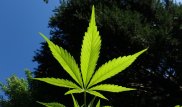 Кызылординцы увлеклись выращиванием индийской конопли - Касымов