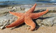 "Дождь" из морских животных прошел в Китае