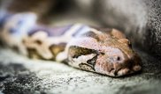 В Индии питон едва не задушил лесничего, делавшего с ним селфи