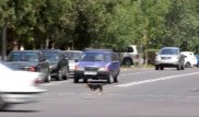 Щенок учит жителей Шымкента соблюдать ПДД