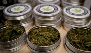 Сенат Канады одобрил легализацию марихуаны - ТВ
