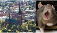 Гигантские крысы атаковали город на севере Швеции