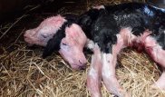 Двуглавый теленок-мутант родился в польской деревушке