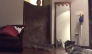 Тайные исчезновения людей напугали собак