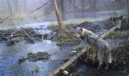 Ученых удивил волк-мутант, сбежавший из Чернобыля