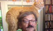 Ласковый кот сорвал интервью политолога из Польши