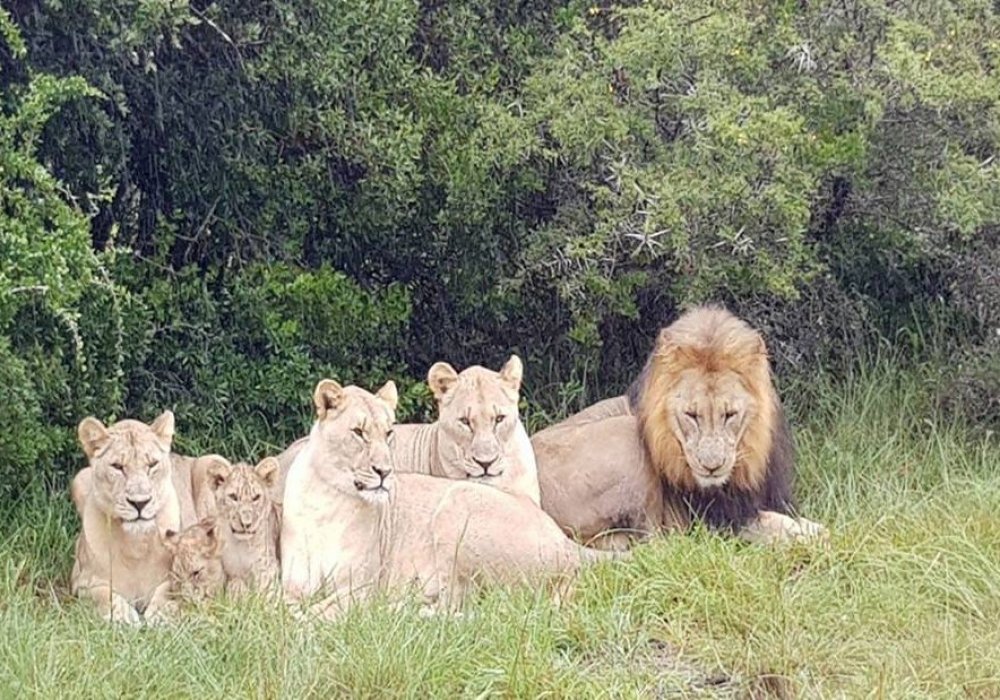 Львы в заповеднике Sibuya в ЮАР. © facebook/SibuyaGameReserve