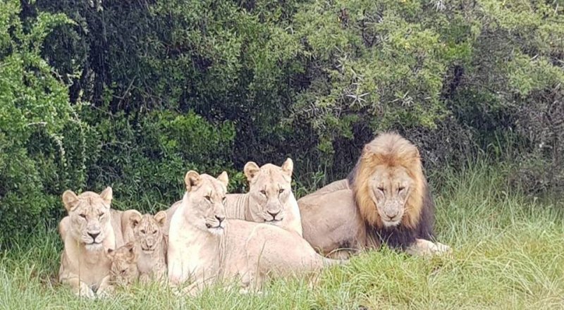 Львы в заповеднике Sibuya в ЮАР. © facebook/SibuyaGameReserve