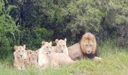 Львы растерзали троих браконьеров, пришедших охотиться за носорогами