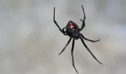 Нашествие каракуртов в Шымкенте: пострадали 25 человек